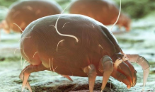 La alergia al ácaro del polvo es la segunda de mayor prevalencia en el mundo, después de la alergia al polen