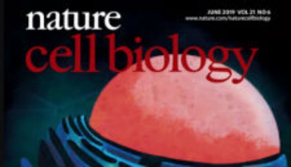 La investigación del BNI fue destacada en la portada de Nature Cell Biology