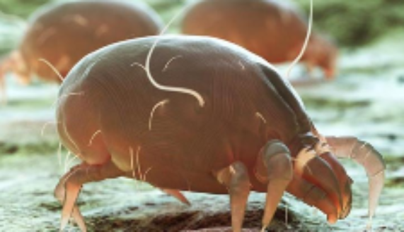 La alergia al ácaro del polvo es la segunda de mayor prevalencia en el mundo, después de la alergia al polen
