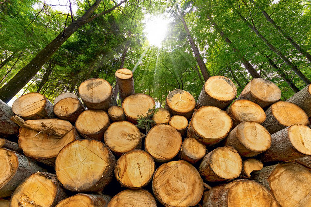 La importancia de conocer la anatomía de la madera para el desarrollo